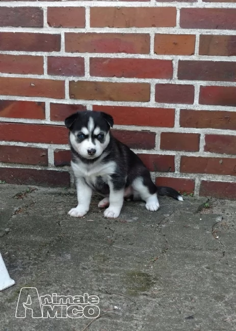 siberian husky nuova cucciolata con pedigree | Foto 1