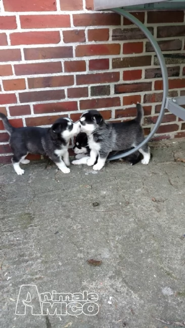siberian husky nuova cucciolata con pedigree | Foto 0