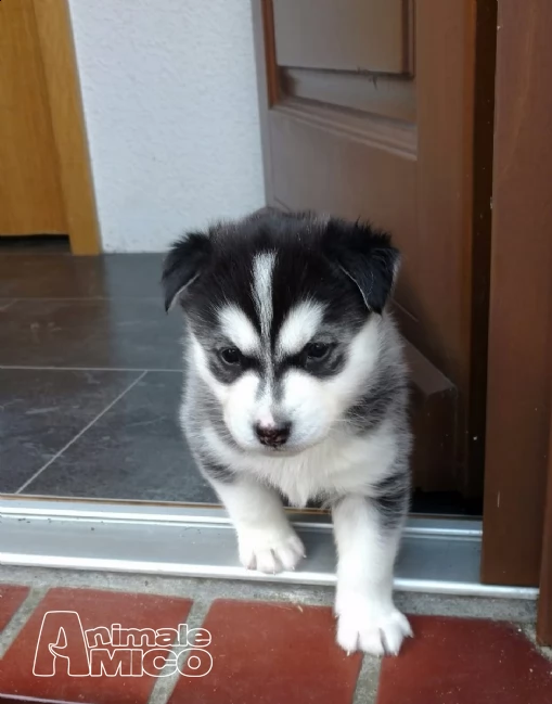 siberian husky nuova cucciolata con pedigree