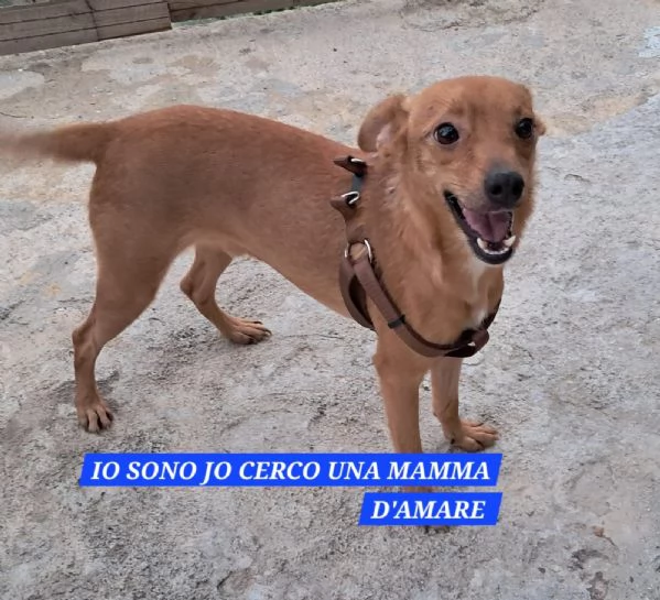 Jo, piccolo incrocio pinscher in adozione