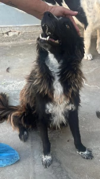 Conny, incrocio Border Collie | Foto 1