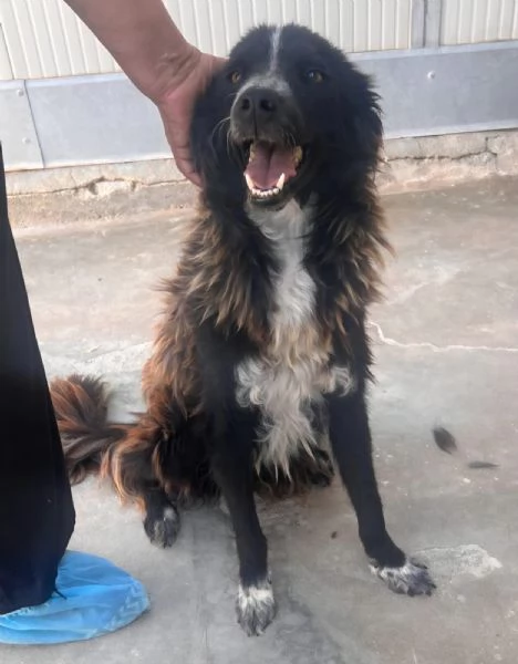 Conny, incrocio Border Collie | Foto 0