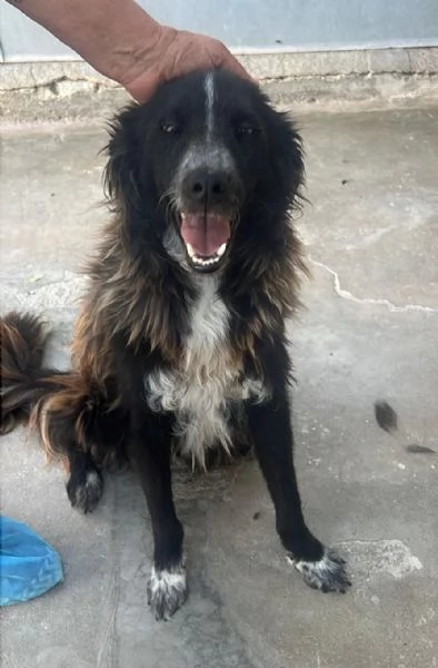 Conny, incrocio Border Collie