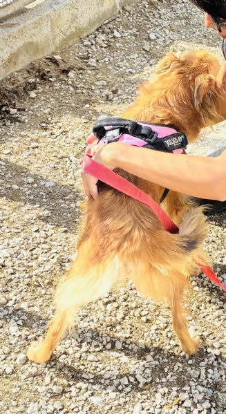 Pimpa, un amore di volpina | Foto 1