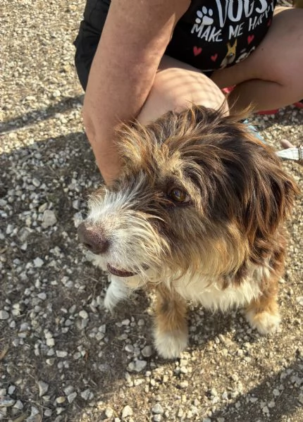 Nala, bellisima cagnolina taglia medio-piccola | Foto 5