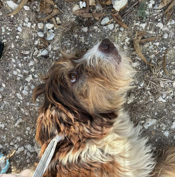 Nala, bellisima cagnolina taglia medio-piccola | Foto 1