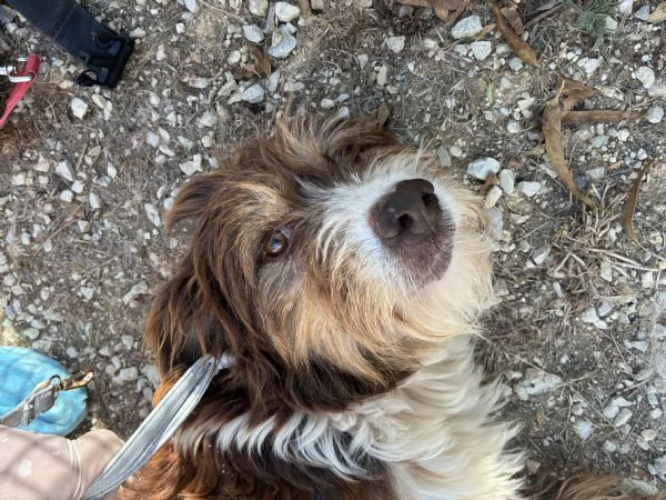 Nala, bellisima cagnolina taglia medio-piccola | Foto 0