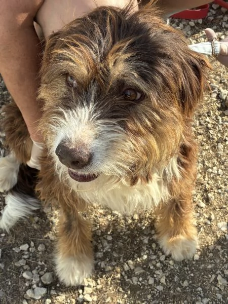 Nala, bellisima cagnolina taglia medio-piccola