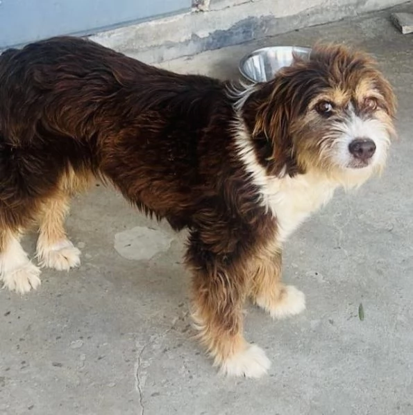 Nala, dolcissima cagnolina  | Foto 1