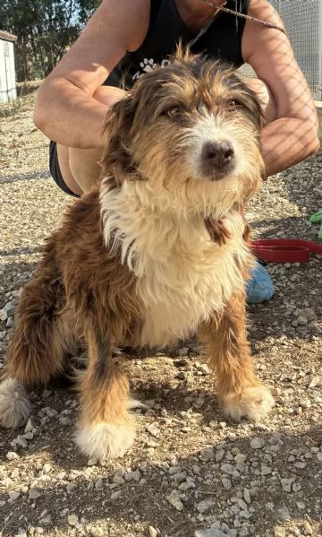 Nala, stupenda cagnolina | Foto 5
