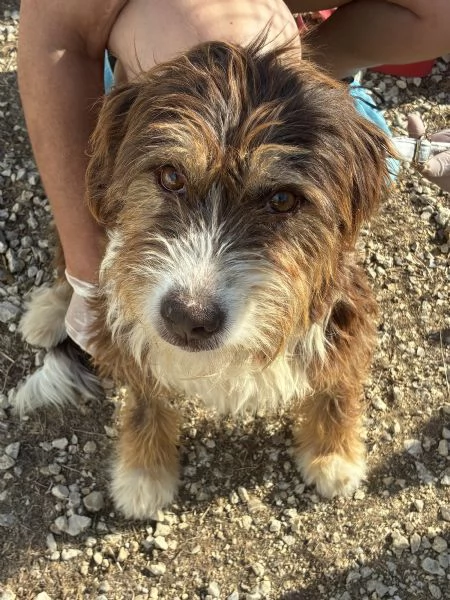 Nala, stupenda cagnolina | Foto 4