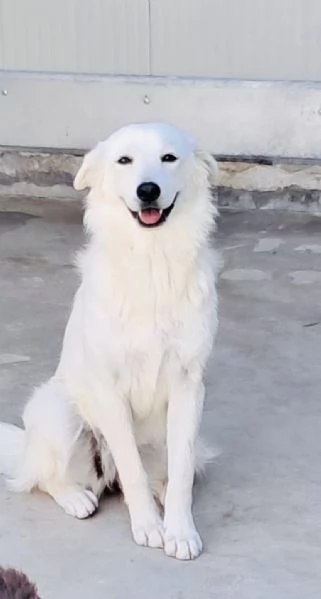 Neve, un cuore bianco in cerca di famiglia | Foto 1
