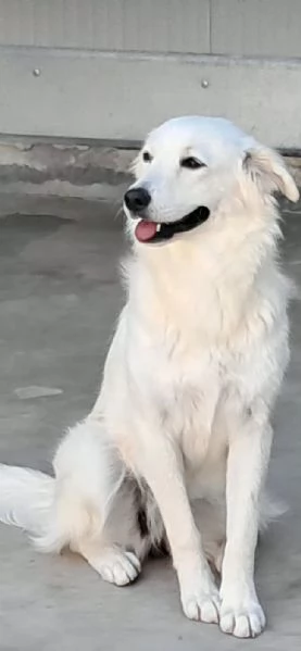 Neve, cagnolina di taglia medio-piccola | Foto 0