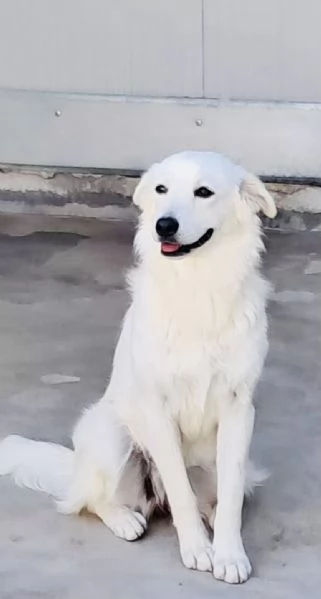 Neve, cagnolina di taglia medio-piccola