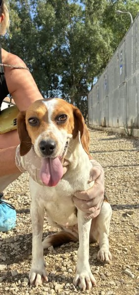 Jill, un amore di Beagle | Foto 3