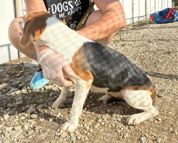 Jill, un amore di Beagle | Foto 2