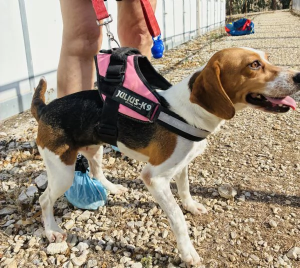 Jill, un amore di Beagle