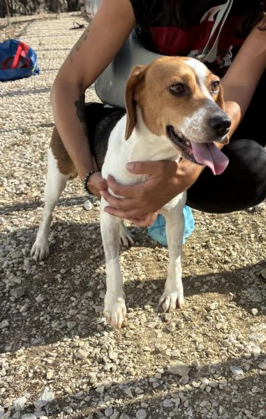 Jill, splendida Beagle | Foto 0