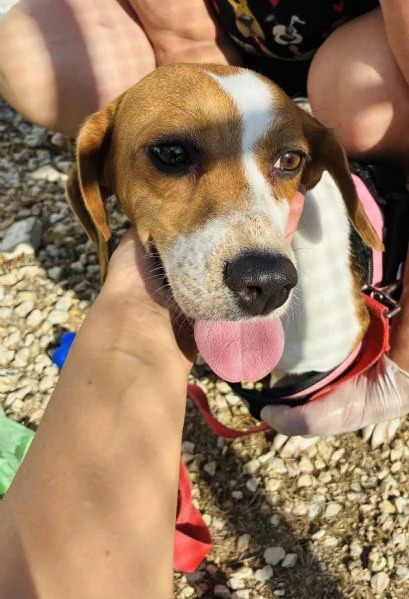 Jill, Beagle dal grande cuore | Foto 1