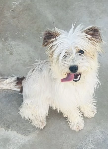 Perla, bellissima Maltese | Foto 1
