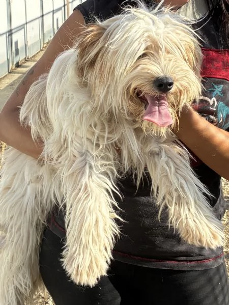 Perla, bellissima Maltese | Foto 0