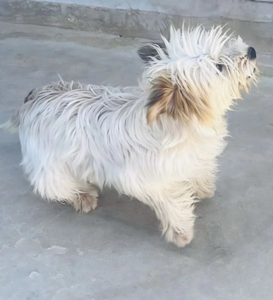Perla, bellissima Maltese