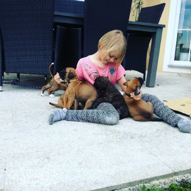 boxer con pedegree | Foto 2