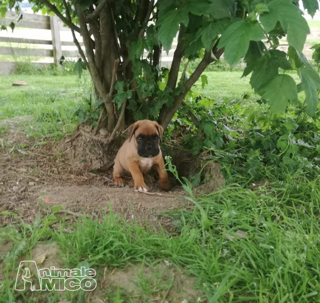 boxer con pedegree | Foto 1