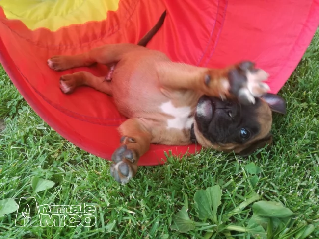 boxer con pedegree | Foto 0