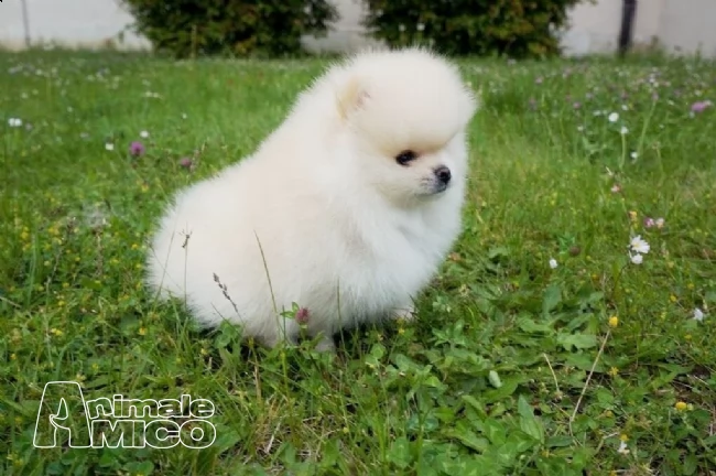 pomerania cuccioli di pomeranian