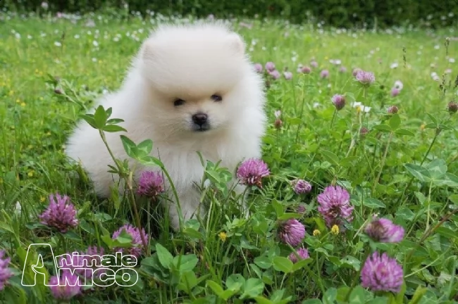 pomerania cuccioli di pomeranian | Foto 2