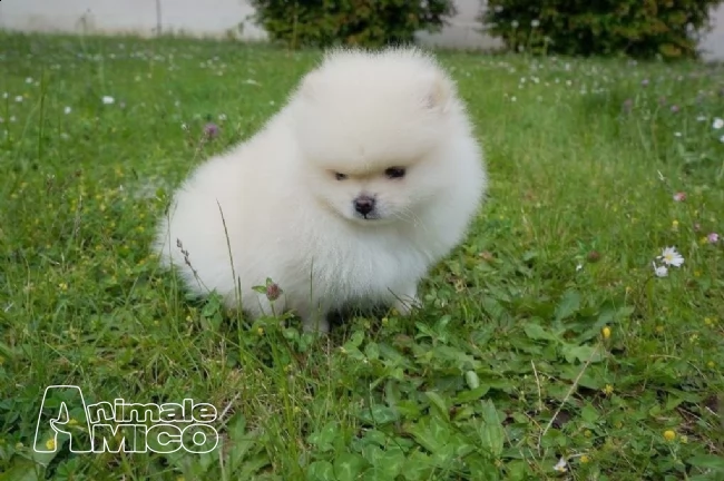 pomerania cuccioli di pomeranian | Foto 1