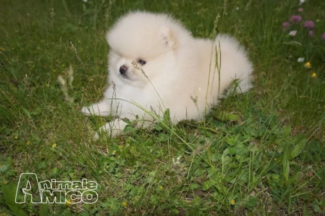 pomerania cuccioli di pomeranian | Foto 0