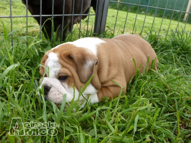  2 stupendi cuccioli di bulldog inglese | Foto 1