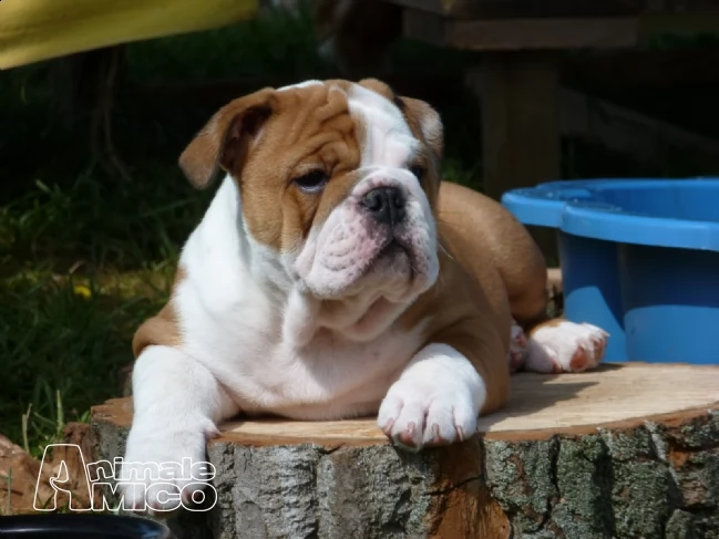  2 stupendi cuccioli di bulldog inglese | Foto 0