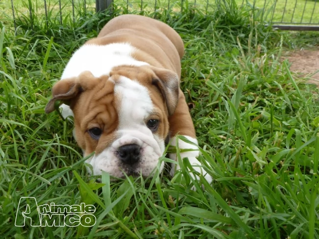  2 stupendi cuccioli di bulldog inglese
