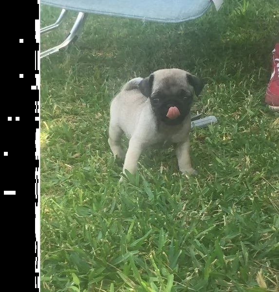 stupendi cuccioli di carlino