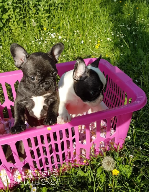 disponibili bellissimi cuccioli di bulldog francese | Foto 1