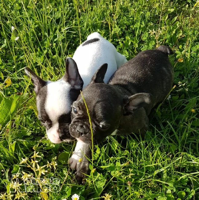 disponibili bellissimi cuccioli di bulldog francese | Foto 0
