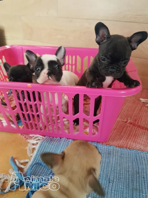 disponibili bellissimi cuccioli di bulldog francese