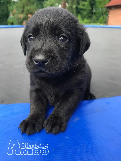 dolcissimi cuccioli di labrador retriever | Foto 2