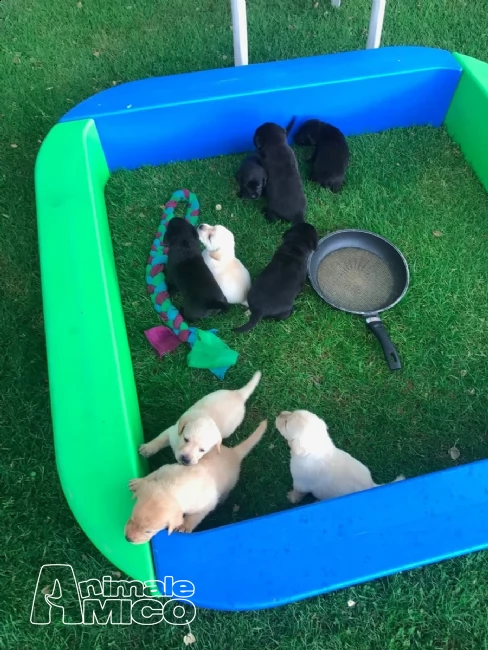 dolcissimi cuccioli di labrador retriever