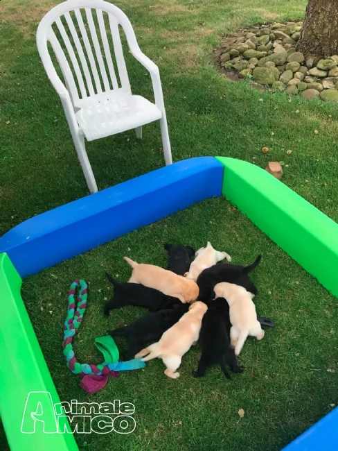 dolcissimi cuccioli di labrador retriever | Foto 1