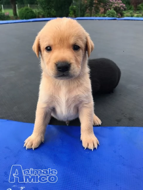 dolcissimi cuccioli di labrador retriever | Foto 0