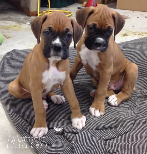boxer con pedegree