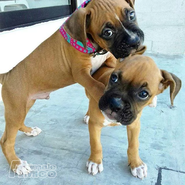 boxer con pedegree | Foto 0