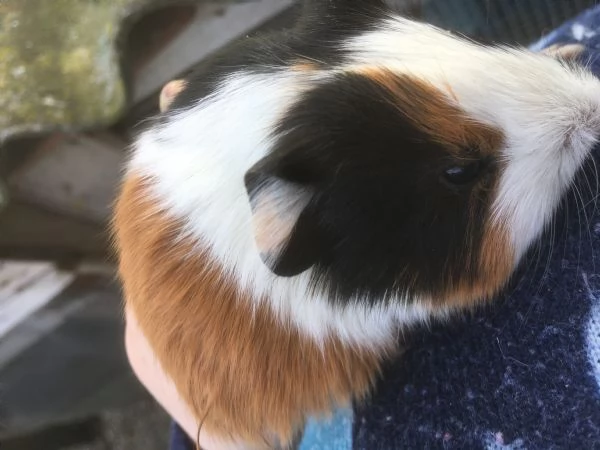 Porcellini D'india | Foto 1