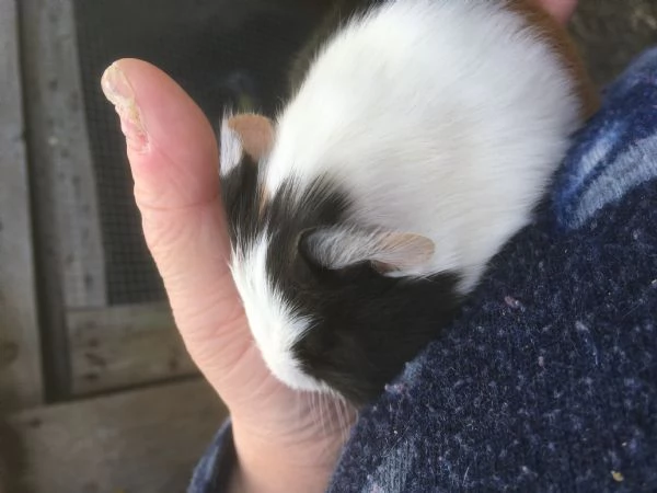 Porcellini D'india | Foto 0