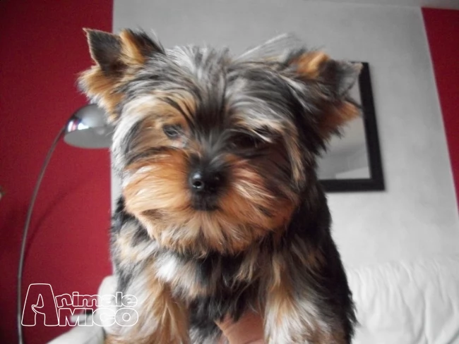 offro in adozione cucciolata di york shires toy 