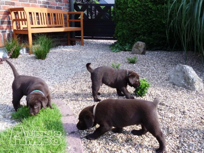 labrador retriever cuccioli chocolate | Foto 1